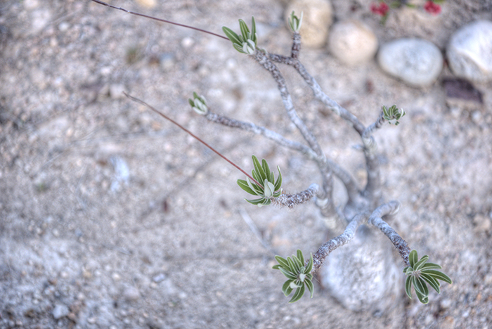 Plant with narrow green and white leaves